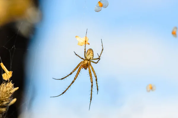 Forest pavouk v centru jeho web — Stock fotografie