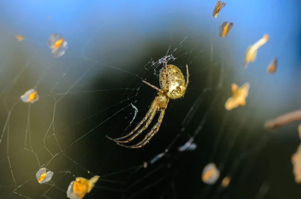 Forest spider in the center of its web — Stock Photo, Image