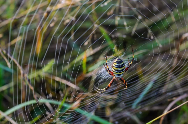 Araignée guêpe femelle — Photo