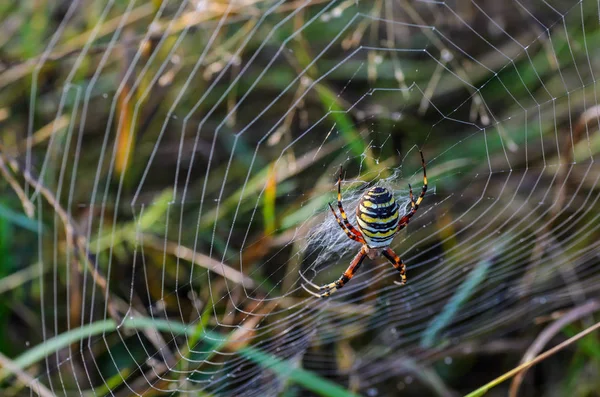 Araña avispa hembra —  Fotos de Stock