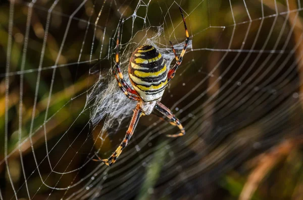 여성 말 벌 거미 — 스톡 사진