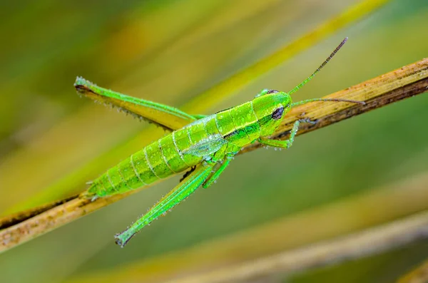 Nymph of a green grasshopper covered with drops of dew — Stock Photo, Image