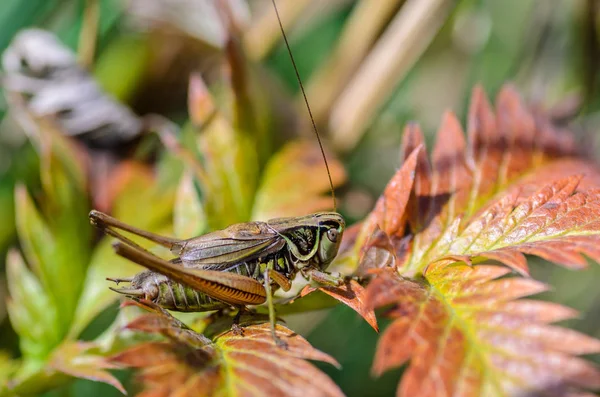 Yaprak üzerinde oturur bir uzun bıyıklı erkek bir çekirge portresi