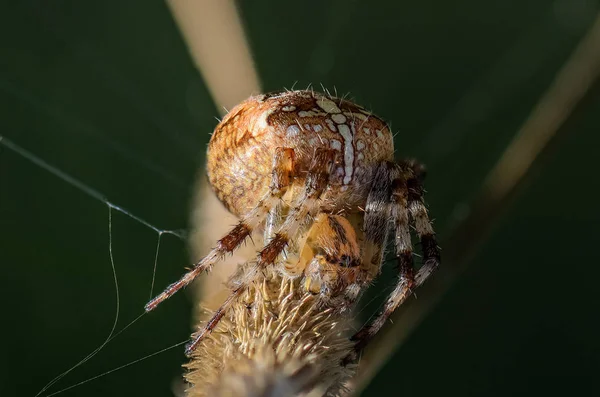 La araña araneus hembra — Foto de Stock