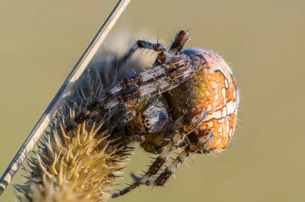 Ženského pavouka araneus — Stock fotografie