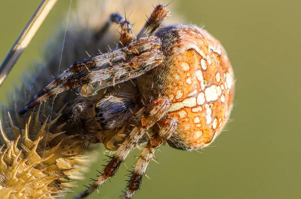 Ženského pavouka araneus — Stock fotografie