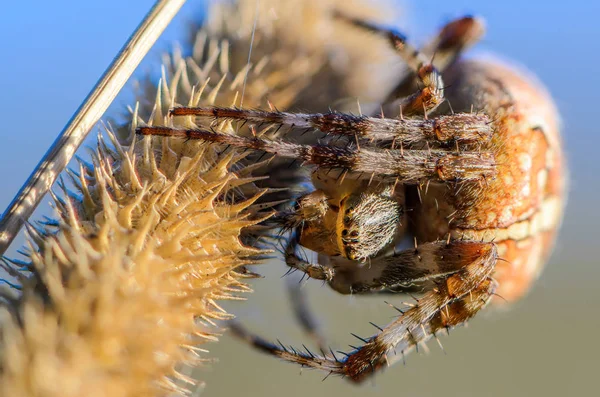 Il ragno araneus femminile — Foto Stock