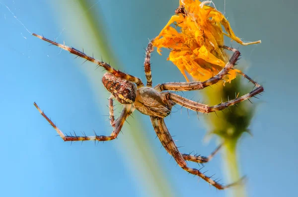 Il ragno maschio araneus — Foto Stock