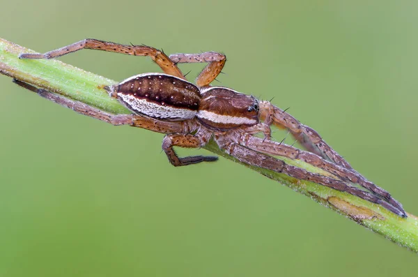 Portrét spider lovec — Stock fotografie
