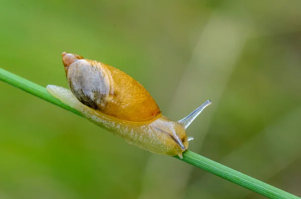 Orman salyangoz yeşil çimen sapı iner