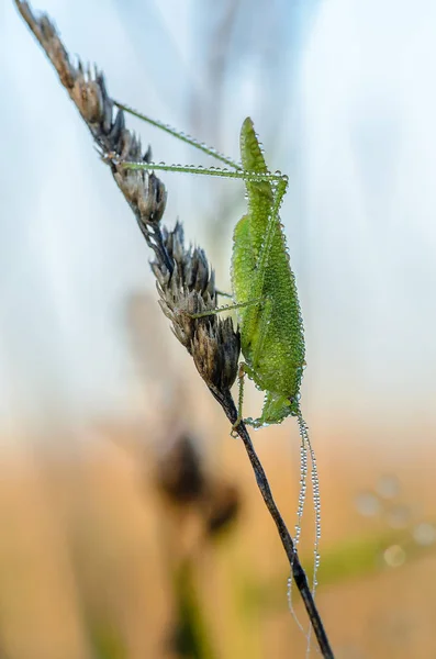 Sauterelle avec une longue moustache assise sur la tige de l'herbe — Photo