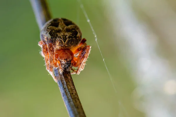 Женщина паук larinioides patagiatus с красным туловищем сидит на — стоковое фото