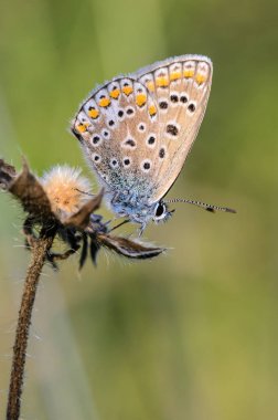 Küçük kelebek güvercin otu kuru bir spikelet üzerinde oturur