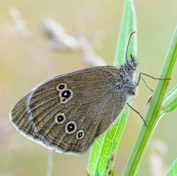 Grand papillon aux ailes brunes assis sur une tige d'herbe — Photo