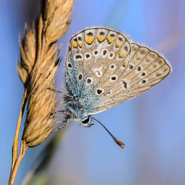 Petite colombe papillon est assis sur un épillets secs d'herbe — Photo