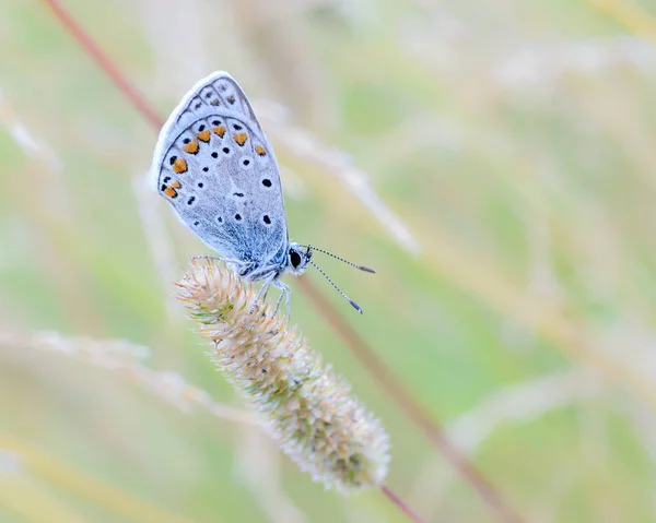 Petite colombe papillon est assis sur un épillets secs d'herbe — Photo