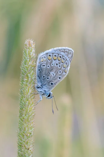 Küçük kelebek güvercin otu kuru bir spikelet üzerinde oturur