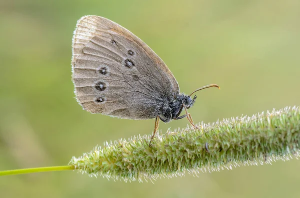 Petit papillon aux ailes brunes s'assoit sur l'épillets d'herbe — Photo