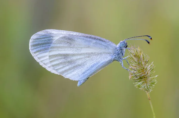 Petit papillon avec une colombe blanche se trouve sur l'épillets secs d'herbe — Photo