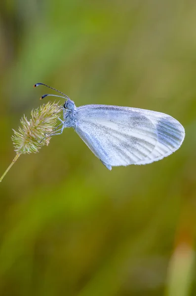 Маленькая бабочка с белым голубем сидит на сухом колючке травы — стоковое фото