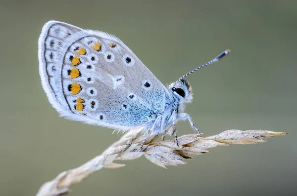 Petite colombe papillon est assis sur un épillets secs d'herbe — Photo