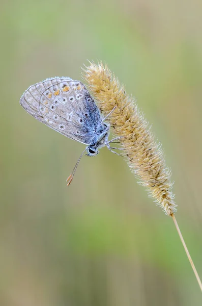 Petite colombe papillon est assis sur un épillets secs d'herbe — Photo
