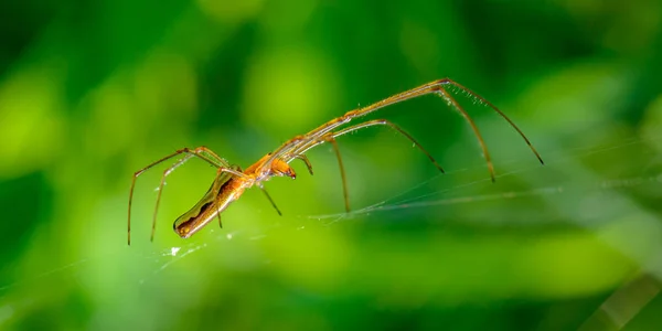 Elegante Spinne mit sehr langen Pfoten sitzt in ihrem Netz auf grünem Hintergrund — Stockfoto