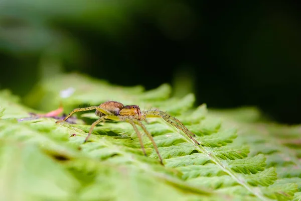 La araña hembra observa a su presa sobre una hoja de helecho — Foto de Stock