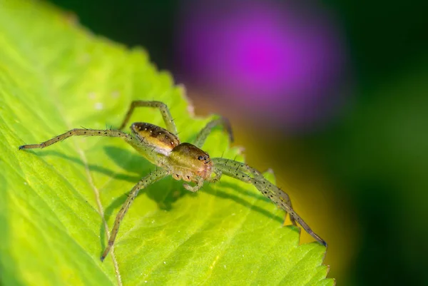 Ženské spider bez dvou tlapky sleduje svou kořist na listu — Stock fotografie