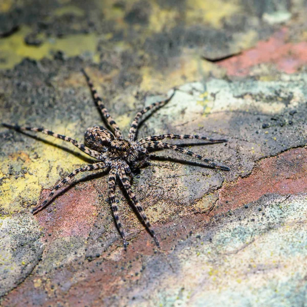 Αρσενικό αράχνη-λύκος με μακρύ ριγέ πατούσες κάθεται σε ένα παλιό φύλλο — Φωτογραφία Αρχείου
