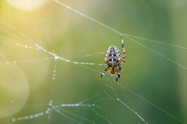 Femme araignée de jardin-araignée répare sa toile avec des gouttes de rosée — Photo