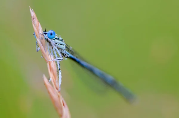 Blue dragonfly with huge eyes peeks out from behind the ear of grass — Stock Photo, Image