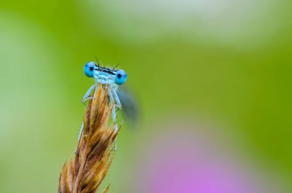 Blue dragonfly with huge eyes peeks out from behind the ear of grass — Stock Photo, Image
