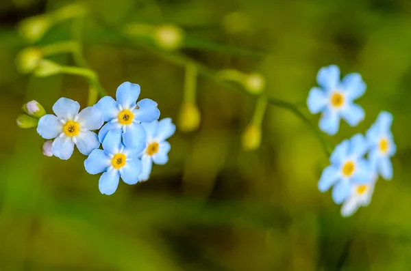 Fleurs forestières de myosotis fleuries en petits bourgeons bleus — Photo