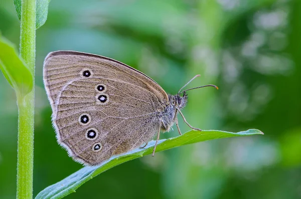 Side view of a butterfly with folded wings — Stock Photo, Image