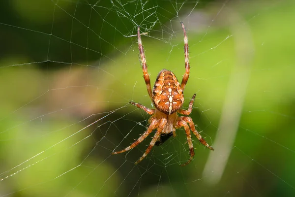 Samec zahrada pavouk sedí v centru sady webových souborů — Stock fotografie