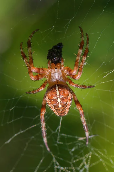 Samec zahrada pavouk sedí v centru sady webových souborů — Stock fotografie