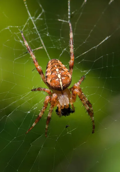 庭スパイダーの男性は web の中心に座っています。 — ストック写真