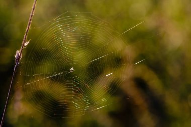 Örümcek Merkezi ile örümcek ağı ile tüm renkleri yeşilimsidir 