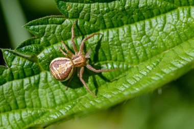 Xysticus cristatus kadın küçük örümcek 