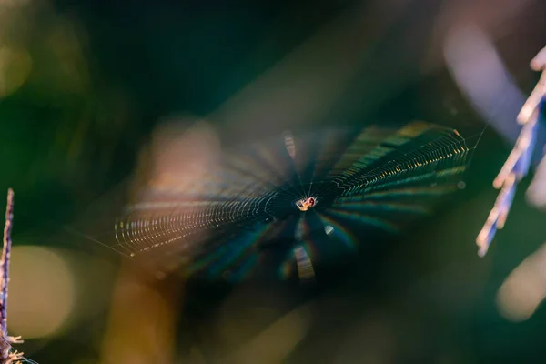 Cobweb com aranha no centro brilha com todas as cores — Fotografia de Stock