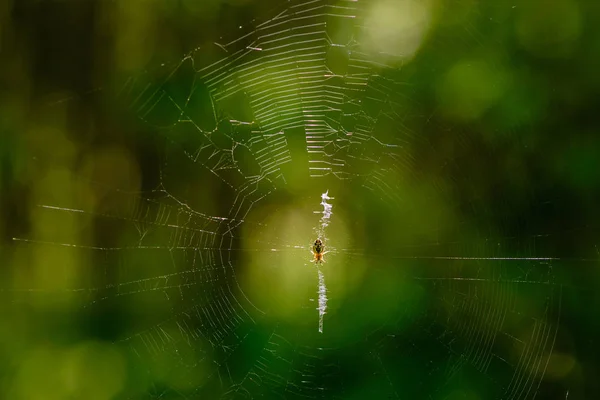 Μικρή αράχνη είναι κάθεται στο κέντρο της το web — Φωτογραφία Αρχείου