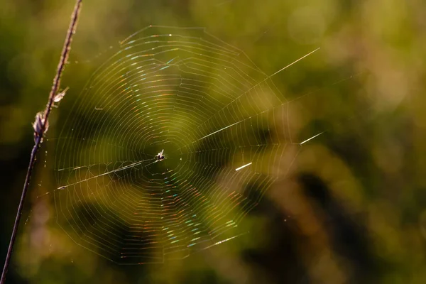 Cobweb com aranha no centro brilha com todas as cores — Fotografia de Stock