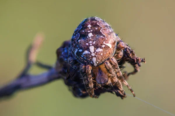 Женщина-паук Араней сидит в своем гнезде — стоковое фото