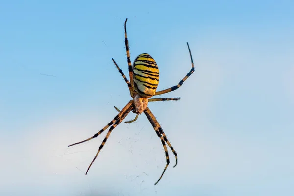 Ženské pavouk křižák pruhovaný sedí v jeho web proti — Stock fotografie