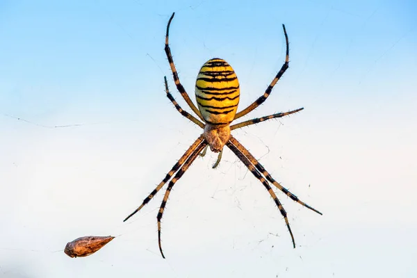 Ženské pavouk křižák pruhovaný sedí v jeho web proti — Stock fotografie