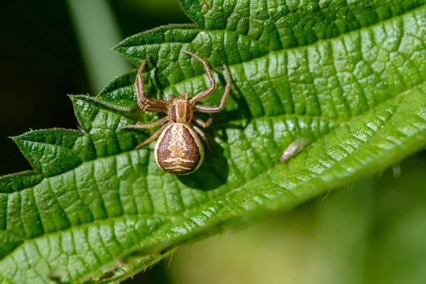 Ženské malý pavouk xysticus cristatus — Stock fotografie