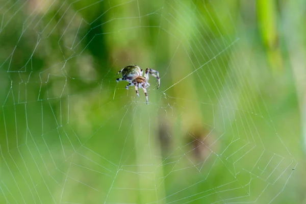 Grande aranha fêmea senta-se no centro de sua teia de aranha — Fotografia de Stock