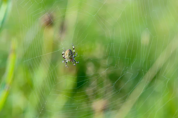 큰 여성 거미의 거미줄의 중심에 앉아 — 스톡 사진