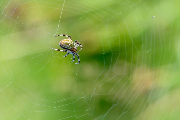 Große weibliche Spinne sitzt in der Mitte ihres Spinnennetzes — Stockfoto